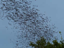 Bats